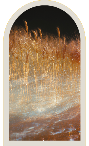 Golden grasses reflected in flowing water