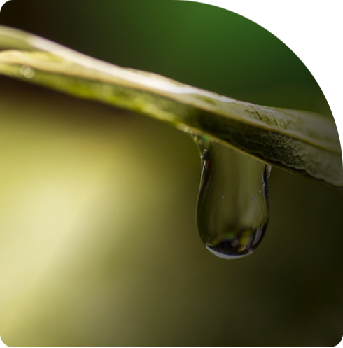 A single water droplet gathering beneath a green leaf