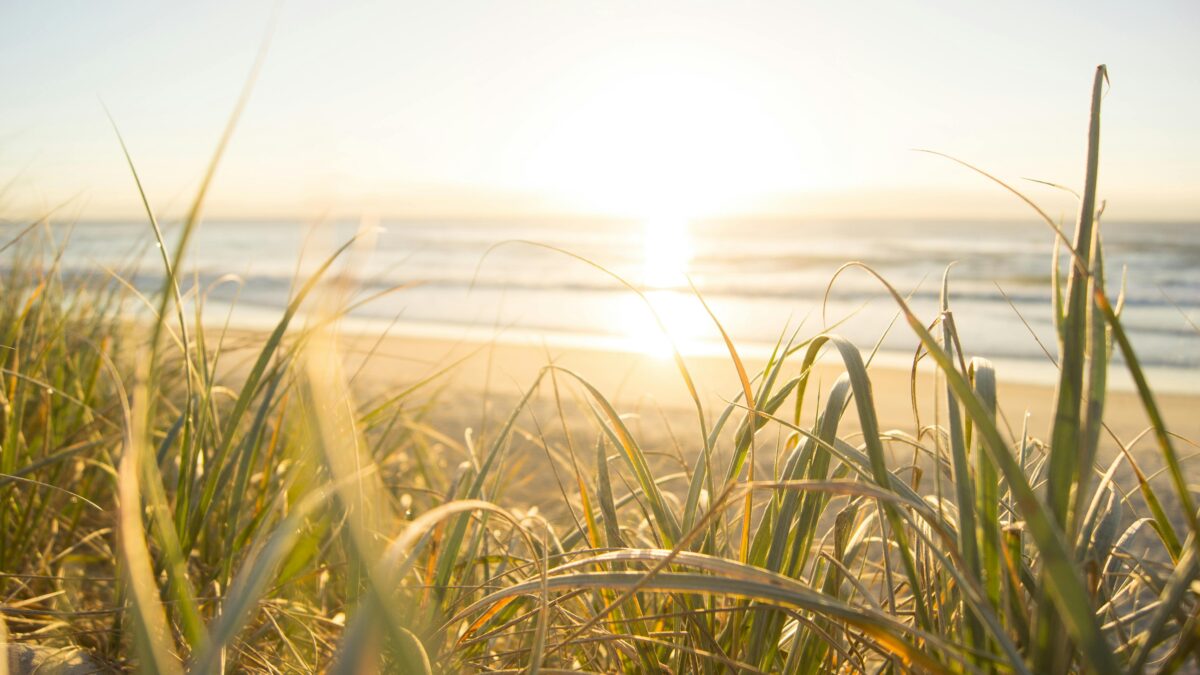 TCM for summer wellness