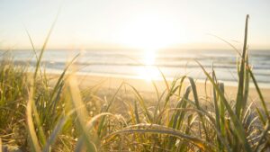 TCM for summer wellness